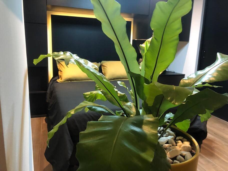 מקסיקו סיטי Black Loft. Moderno Y Nuevo, Super Ubicado. מראה חיצוני תמונה